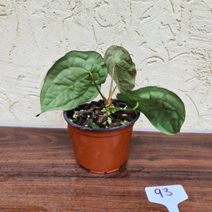 #93 Dark Anthurium Forgetii (Pure)