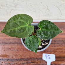 Load image into Gallery viewer, #95 Anthurium Dressleri x Forgetii