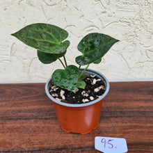 Load image into Gallery viewer, #95 Anthurium Dressleri x Forgetii