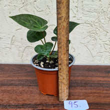 Load image into Gallery viewer, #95 Anthurium Dressleri x Forgetii