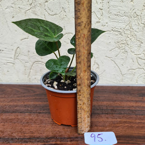 #95 Anthurium Dressleri x Forgetii