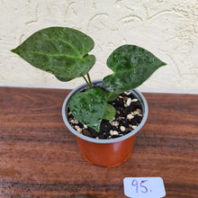 Load image into Gallery viewer, #95 Anthurium Dressleri x Forgetii