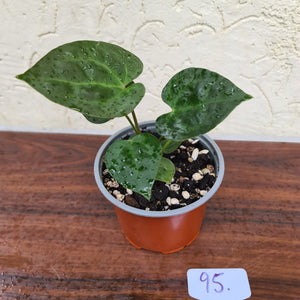#95 Anthurium Dressleri x Forgetii
