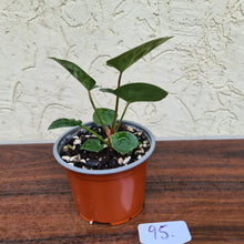 Load image into Gallery viewer, #95 Anthurium Dressleri x Forgetii