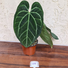 Load image into Gallery viewer, #100 Anthurium &#39;Black Sensation&#39; x Crystallinum