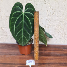 Load image into Gallery viewer, #100 Anthurium &#39;Black Sensation&#39; x Crystallinum
