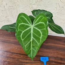 Load image into Gallery viewer, #102 Anthurium Leuconeurum