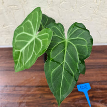 Load image into Gallery viewer, #102 Anthurium Leuconeurum