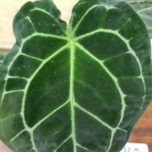 Load image into Gallery viewer, #105 Anthurium Forgetii x Crystallinum