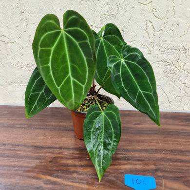 #106 Anthurium Crystallinum x