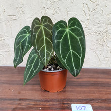 Load image into Gallery viewer, #107 Anthurium Crystallinum x Forgetii
