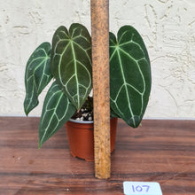 Load image into Gallery viewer, #107 Anthurium Crystallinum x Forgetii