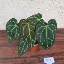 Load image into Gallery viewer, #107 Anthurium Crystallinum x Forgetii