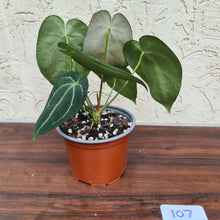 Load image into Gallery viewer, #107 Anthurium Crystallinum x Forgetii