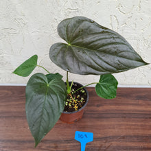 Load image into Gallery viewer, #108 Anthurium Moodeanum