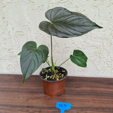 Load image into Gallery viewer, #108 Anthurium Moodeanum