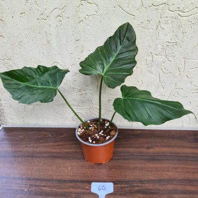 #60 Philodendron Corsinianum / 'Bronze Shield'