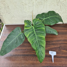 Load image into Gallery viewer, #30 Philodendron Maximum