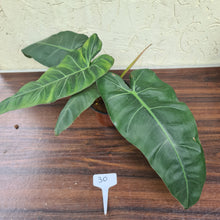 Load image into Gallery viewer, #30 Philodendron Maximum