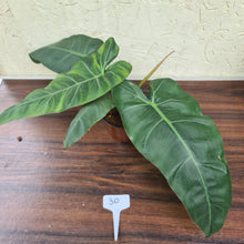 Load image into Gallery viewer, #30 Philodendron Maximum