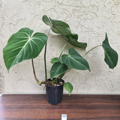 #24 Philodendron Gloriosum