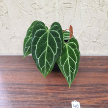 Load image into Gallery viewer, #40 Anthurium Crystallinum x