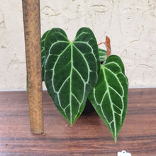 Load image into Gallery viewer, #40 Anthurium Crystallinum x