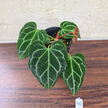 Load image into Gallery viewer, #40 Anthurium Crystallinum x