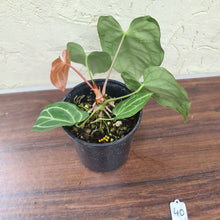 Load image into Gallery viewer, #40 Anthurium Crystallinum x