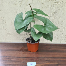 Load image into Gallery viewer, #96 Anthurium Berriozabalense