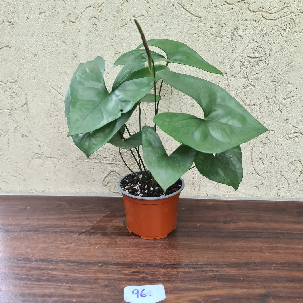 #96 Anthurium Berriozabalense