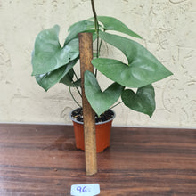 Load image into Gallery viewer, #96 Anthurium Berriozabalense
