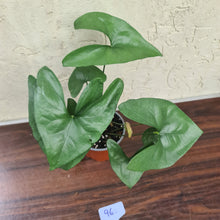 Load image into Gallery viewer, #96 Anthurium Berriozabalense