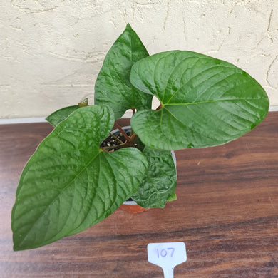 #107 Anthurium 'Bosworth'