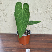 Load image into Gallery viewer, #45 Anthurium Rotolantei