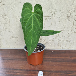 #45 Anthurium Rotolantei
