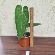 Load image into Gallery viewer, #45 Anthurium Rotolantei