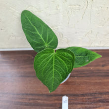 Load image into Gallery viewer, #45 Anthurium Rotolantei