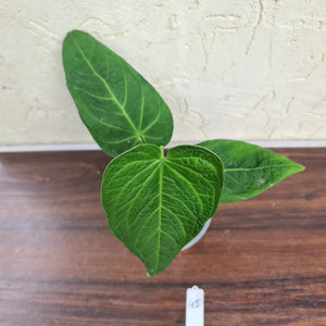 #45 Anthurium Rotolantei