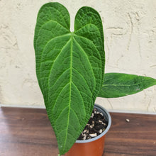 Load image into Gallery viewer, #45 Anthurium Rotolantei