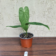 Load image into Gallery viewer, #45 Anthurium Rotolantei