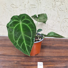 Load image into Gallery viewer, #50 Anthurium Forgetii x Crystallinum
