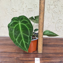 Load image into Gallery viewer, #50 Anthurium Forgetii x Crystallinum