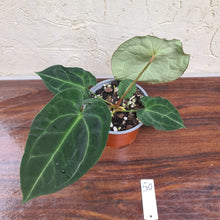 Load image into Gallery viewer, #50 Anthurium Forgetii x Crystallinum