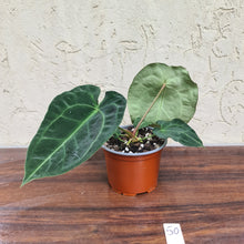 Load image into Gallery viewer, #50 Anthurium Forgetii x Crystallinum