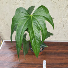 Load image into Gallery viewer, #7 Anthurium Pedatoradiatum