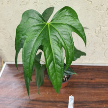 Load image into Gallery viewer, #7 Anthurium Pedatoradiatum