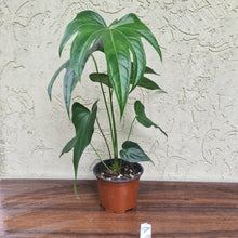 Load image into Gallery viewer, #7 Anthurium Pedatoradiatum