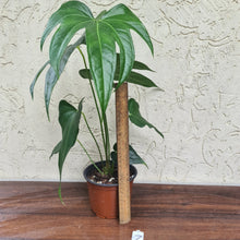 Load image into Gallery viewer, #7 Anthurium Pedatoradiatum