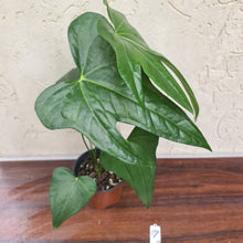 Load image into Gallery viewer, #7 Anthurium Pedatoradiatum